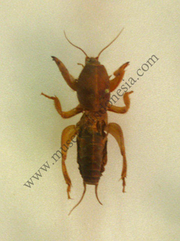 Download 78 Gambar Hewan Orong Orong Terbaik Gratis