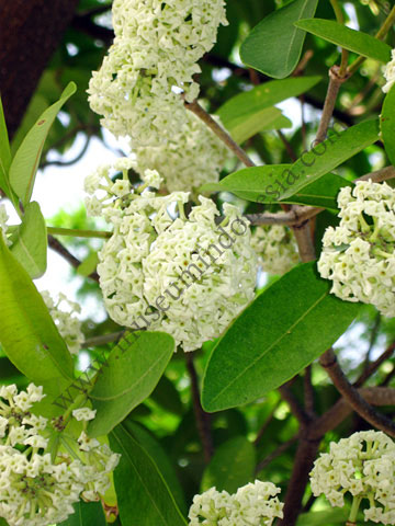 aceh_pohon.jpg
