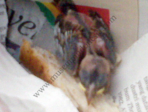 kars_anak_burung.jpg kars_anak_burung.jpg